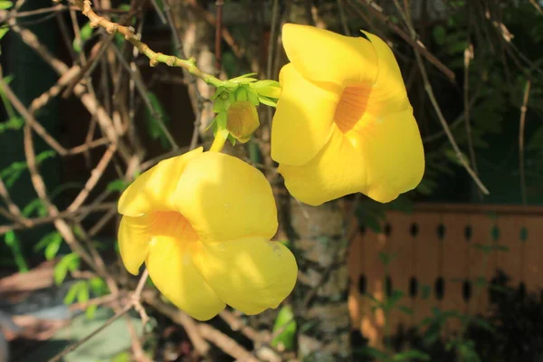 Flor Del Buttercup Amarillo Flor Alamanda Allamanda Hermosas Flores Amarillas — Foto de Stock