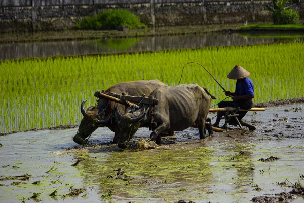 Farmer plowing paddy field with pair oxen or buffalo in Indonesia