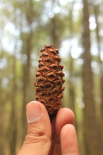 Brown Pine Cone Pine Seed Pine Forest — Stock Fotó