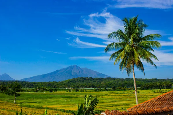 Krása Rýžových Polí Horami Salátové Mýtné Kokosové Stromy Modrou Oblohou — Stock fotografie