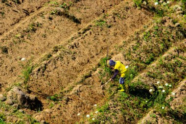 Çiftçi teraslı tarlalarda havuç topluyor. hava görüntüleme fotoğrafı