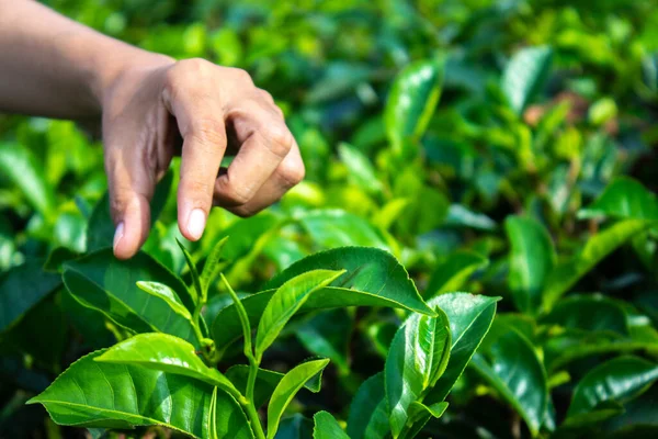 close up Women Hand finger picking up tea leaves at a tea plantation for product , Natural selected , Fresh tea leaves in tea farm in indonesia