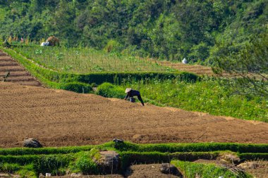 Çiftçi teraslı tarlalarda havuç topluyor. hava görüntüleme fotoğrafı