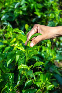 Kadın El, çay tarlasından ürün için çay yaprağı topluyor, doğal seçilmiş, Endonezya 'daki çay çiftliğinde taze çay yaprakları topluyor.