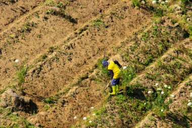 Çiftçi teraslı tarlalarda havuç topluyor. hava görüntüleme fotoğrafı
