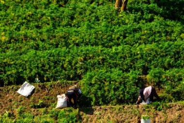 Çiftçi teraslı tarlalarda havuç topluyor. hava görüntüleme fotoğrafı