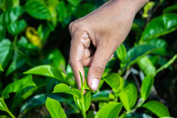 close up Women Hand finger picking up tea leaves at a tea plantation for product , Natural selected , Fresh tea leaves in tea farm in indonesia