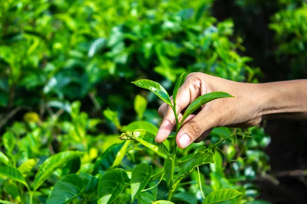 close up Women Hand finger picking up tea leaves at a tea plantation for product , Natural selected , Fresh tea leaves in tea farm in indonesia
