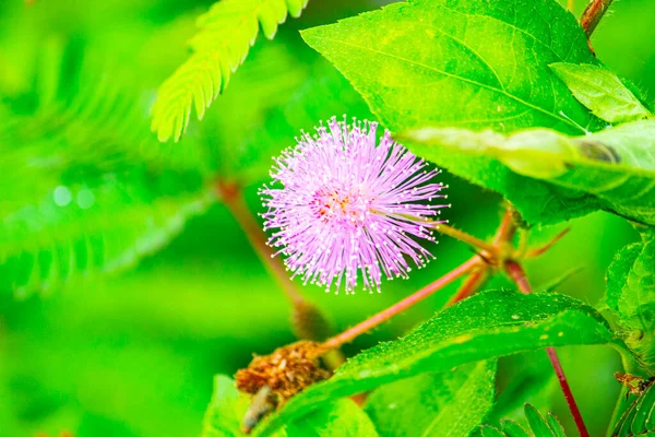 Mimosa Plant Sensitive Plant Putri Malu Sleepy Plant Mimosa Pudica — Stok fotoğraf