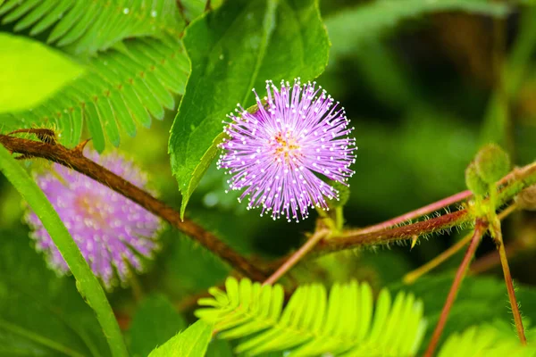 Plante Mimosa Plante Sensible Putri Malu Plante Somnolente Mimosa Pudica — Photo