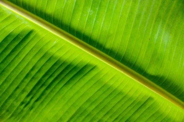 Fresh Banana Green Leaf Isolated Black Background — Stock fotografie