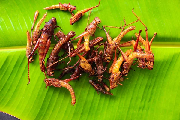 Stekt Gräshoppa Eller Belalang Goreng Traditionell Mat Från Sydostasien Serveras — Stockfoto