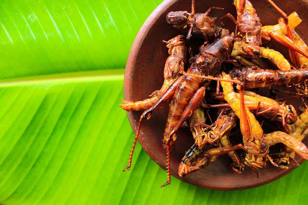 Stekt Gräshoppa Eller Belalang Goreng Traditionell Mat Från Sydostasien Serveras — Stockfoto
