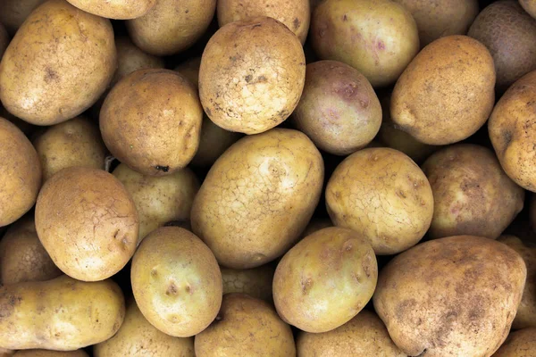 Fresh Organic Potato Stand Out Many Large Background Potatoes Field — Stockfoto