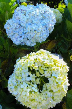 Mavi, ortanca çiçeği (Hydrangea makrophylla) bir bahçede bahar ve yaz mevsiminde çiçek açar. Ortanca macrophylla Ortensiya çiçeklerinin güzel çalısı