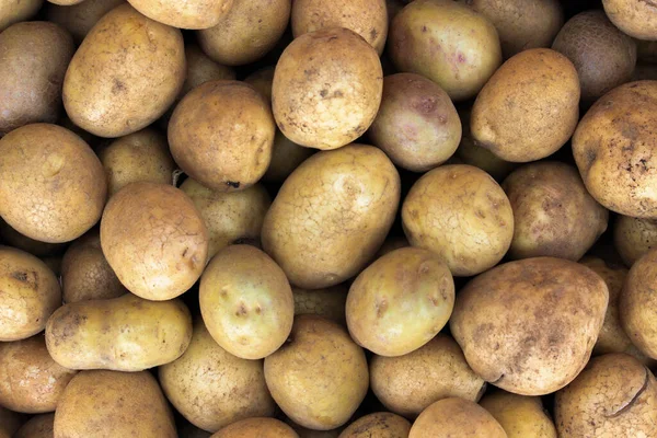 Fresh Organic Potato Stand Out Many Large Background Potatoes Field — Stockfoto