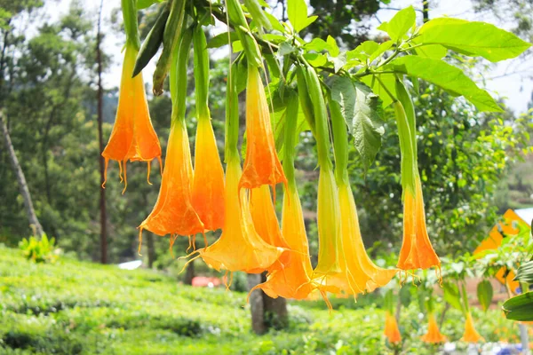 Yellow Brugmansia Bunga Terompet Angel Trumpet Datura Flower Blossom Garden — Stok fotoğraf