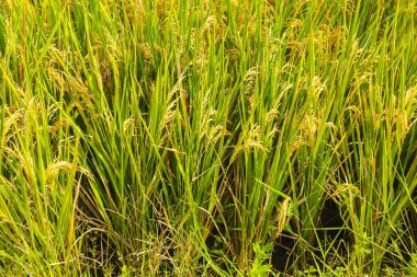 Endonezya 'da pirinç tarlası pirinç tarlası Endonezya' da tarım tarlası