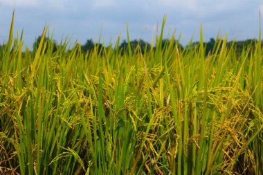 Endonezya 'da pirinç tarlası pirinç tarlası Endonezya' da tarım tarlası