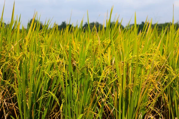 Rice Plant Agriculture Field Indonesia Rice Plant Agriculture Field Indonesia — Stockfoto