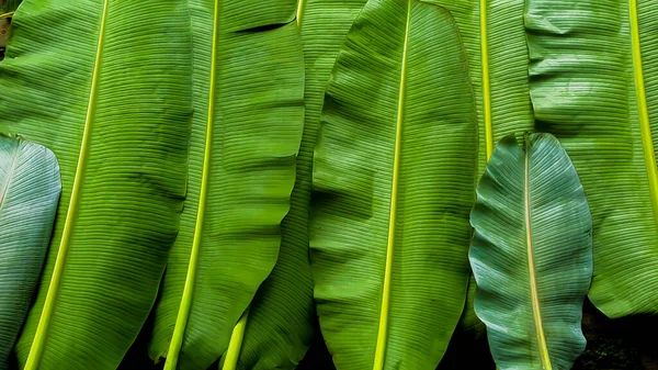 Текстура Листя Банана Темно Зелений Фон — стокове фото