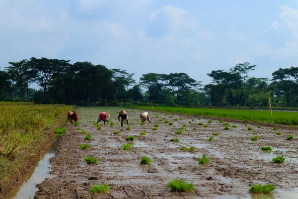 Farmers Grow Rice Field Were Soaked Water Mud Prepared Planting — Stock Photo, Image