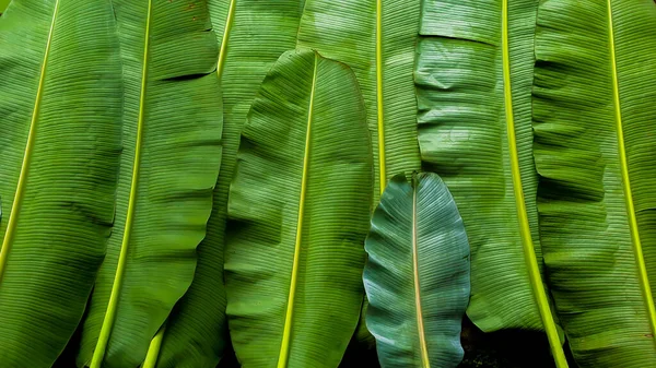 Textur Der Bananenblätter Dunkelgrüner Hintergrund — Stockfoto