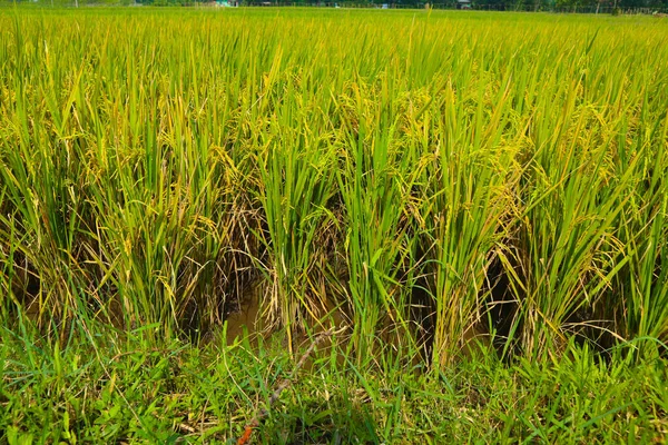 Поле Сельского Хозяйства Рисовых Растений Индонезии Поле Сельского Хозяйства Рисовых — стоковое фото