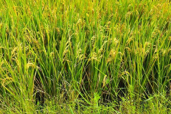 Поле Сельского Хозяйства Рисовых Растений Индонезии Поле Сельского Хозяйства Рисовых — стоковое фото