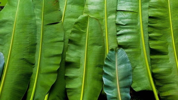 Banana Leaves Texture Dark Green Background — 스톡 사진