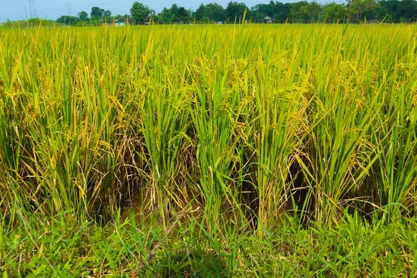 Rice Plant Agriculture Field Indonesia Rice Plant Agriculture Field Indonesia — Stockfoto