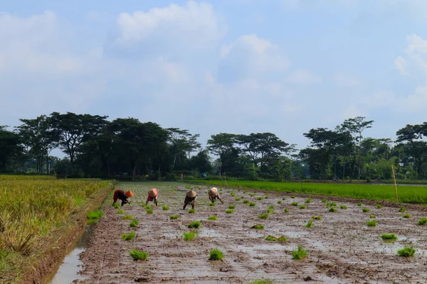 Farmers grow rice in field. They were soaked with water and mud to be prepared for planting