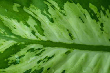 close up Dieffenbachia Dumb leaf plant