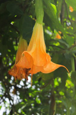 Sarı Brugmansia ya da bunga terompet, meleklerin trompeti ya da bahçede açan Datura çiçeği