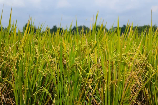 Rice Plant Agriculture Field Indonesia Rice Plant Agriculture Field Indonesia — Stockfoto