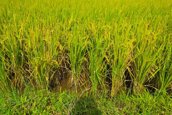 Rice Plant Agriculture Field Indonesia Rice Plant Agriculture Field Indonesia — Stockfoto