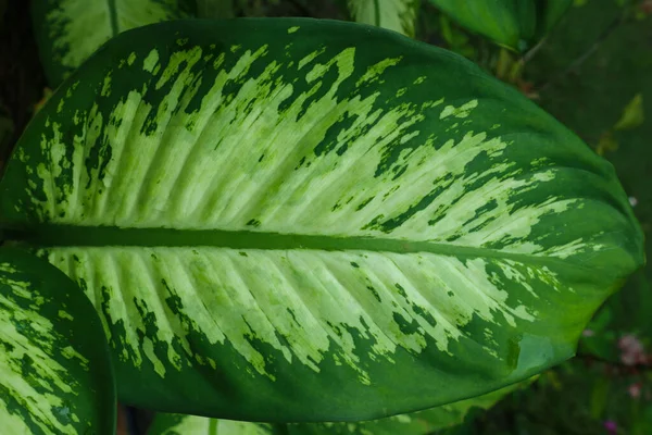 Close Dieffenbachia Dumb Leaf Plant — Φωτογραφία Αρχείου