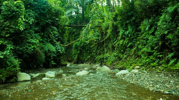 Forest River Water Landscape Green River Water Flow Forest Forest — Stock Photo, Image