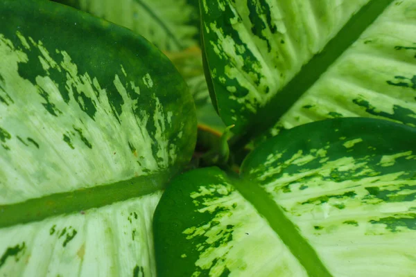 Close Dieffenbachia Dumb Leaf Plant — Φωτογραφία Αρχείου