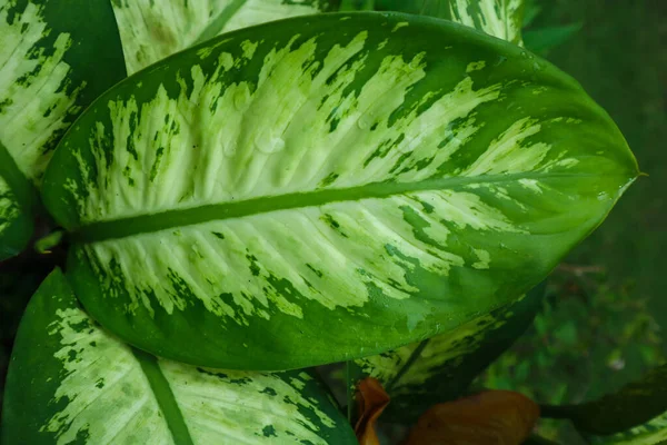 Close Dieffenbachia Dumb Leaf Plant — 스톡 사진