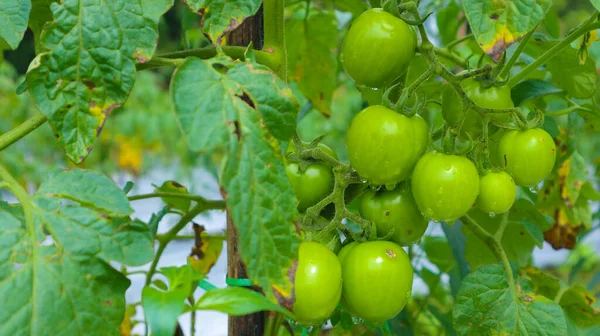 fresh green tomatoes on field