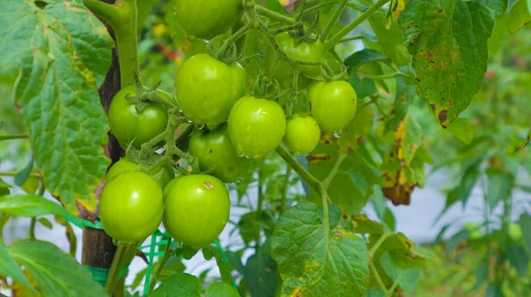 fresh green tomatoes on field