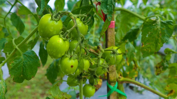 fresh green tomatoes on field