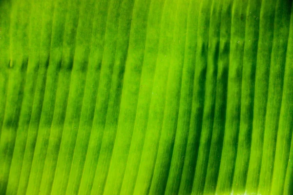 Fresh Banana Green Leaf Isolated Black Background — 스톡 사진
