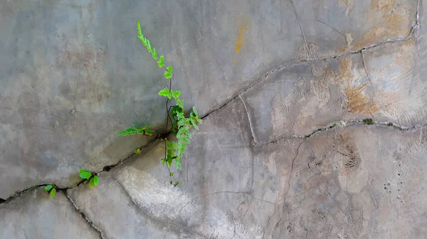 cracked cement wall, with green ferns plants. gray cracked walls. gray wall texture