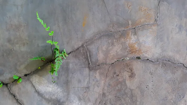 cracked cement wall, with green ferns plants. gray cracked walls. gray wall texture.