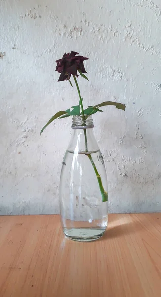 Black Rose Flower Glass Vessel White Background — Stock Photo, Image