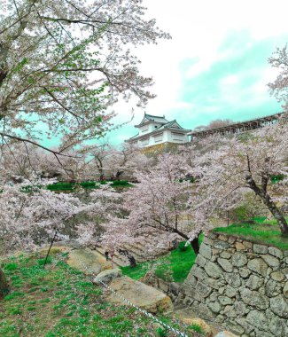 Okayama Tsuyama Şatosu, Kakuzan Parkı Kiraz çiçekleri açtığında