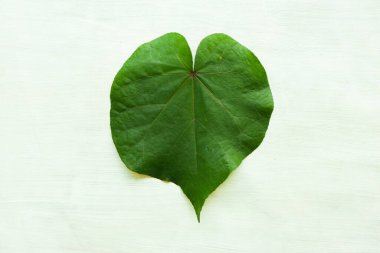 beyaz arkaplanda yalıtılmış hibiscus tiliaceus yaprağı veya waru varigata