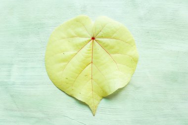  beyaz arkaplanda yalıtılmış hibiscus tiliaceus yaprağı veya waru varigata